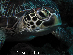 Close Turtle, taken at Wakatobi with my Canon S70 and Clo... by Beate Krebs 